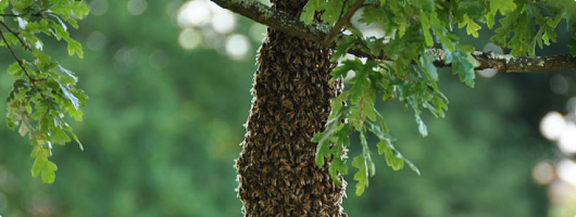 πολλαπλασιασμός μελισσιού
