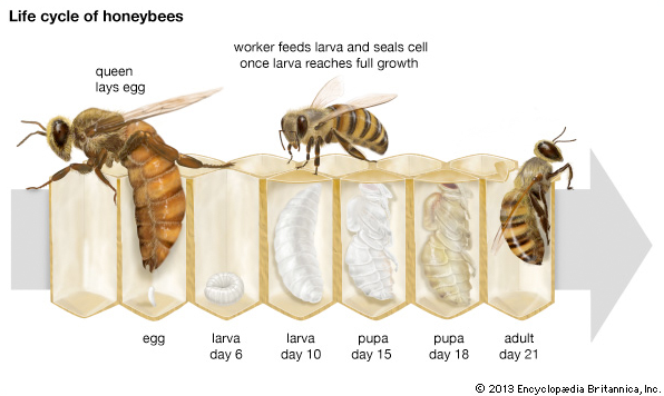 Image result for worker bee development