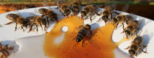 διατροφή του μελισσιού