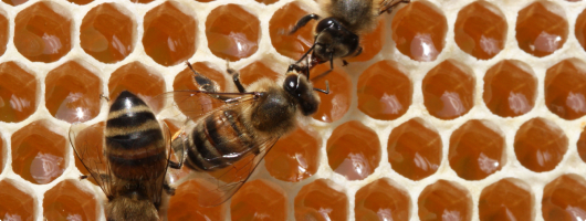 συλλέκτριες μέλισσες